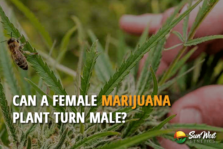 can a female marijuana plant turn male