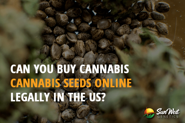 can you buy cannabis seeds online legally in the us