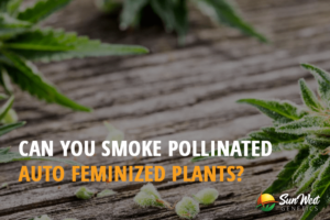 can you smoke pollinated auto feminized plants