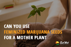 can you use feminized marijuana seeds for a mother plant