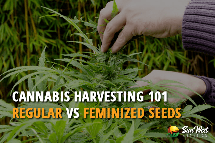 cannabis 101 regular vs feminized seeds