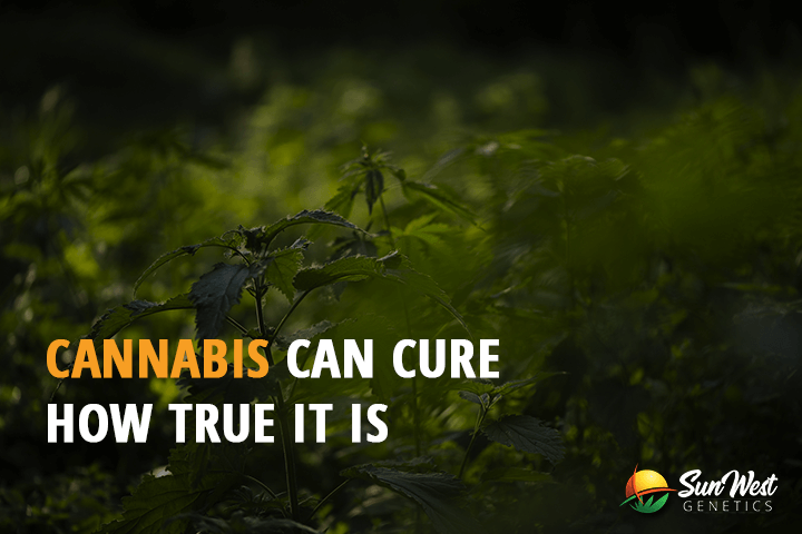 cannabis can cure how true it is