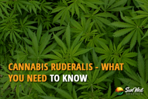 cannabis ruderalis what you need to know
