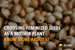 choosing feminized seeds as a mother plant know more about it