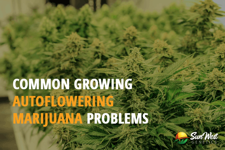 common growing autoflowering marijuana problems
