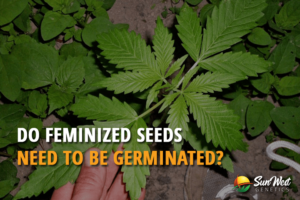 do feminized seeds need to be germinated
