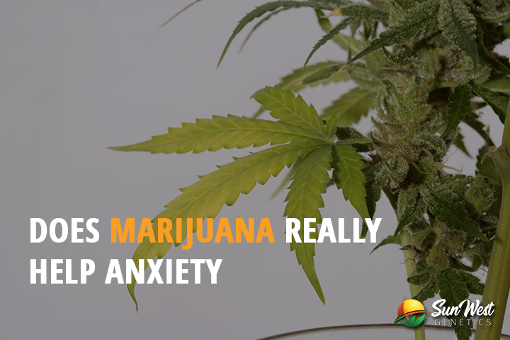 does marijuana really help anxiety