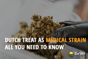 dutch treat as medical strain all you need to know