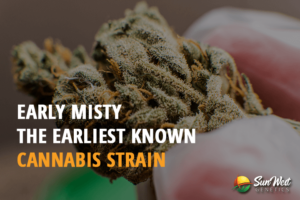 early misty the earliest known cannabis strain