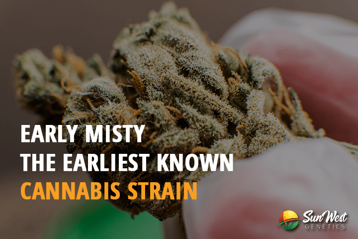 early misty the earliest known cannabis strain