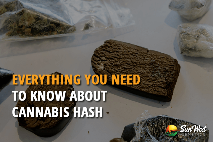 everything you need to know about cannabis hash