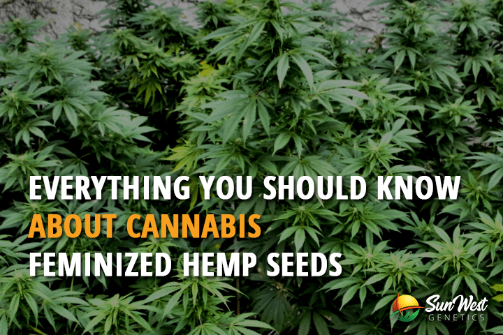 everything you should know about cannabis feminized hemp seeds