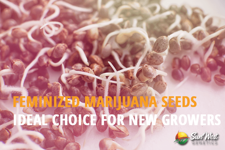 feminized marijuana seeds ideal choice for new growers
