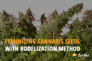 feminizing cannabis seeds with rodelization method