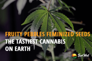 fruity pebbles feminized seeds the tastiest cannabis strain on the earth