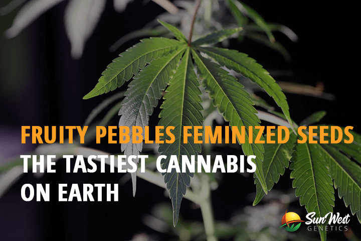 fruity pebbles feminized seeds the tastiest cannabis strain on the earth