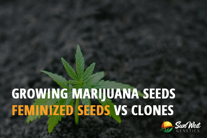 growing marijuana seeds feminized seeds vs clones