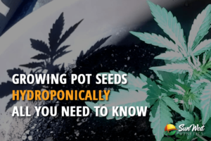 growing pot seeds hydroponically all you need to know