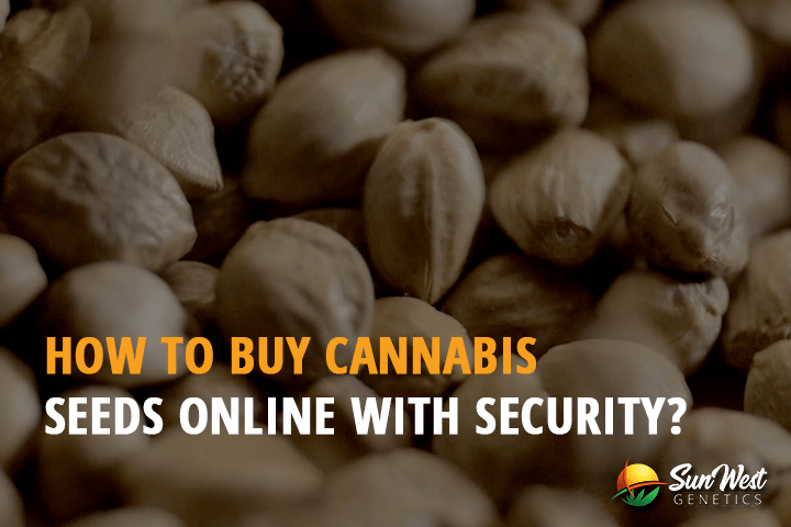 how buy cannabis seeds online with security
