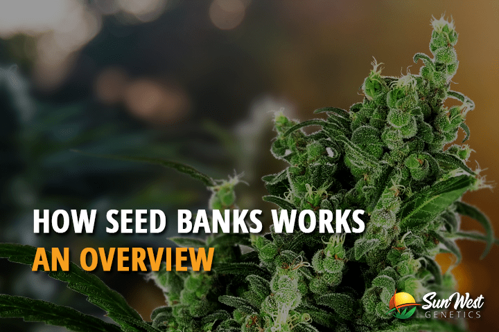 how seed banks works an overview