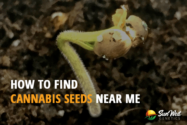 how to find cannabis seeds near me