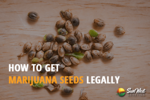 how to get marijuana seeds legally