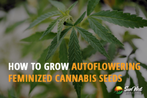 how to grow autoflowering feminized cannabis seeds
