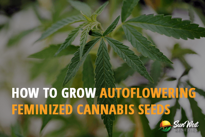 how to grow autoflowering feminized cannabis seeds