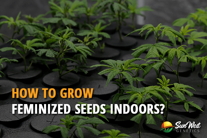 how to grow feminized seeds indoors