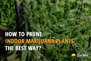how to prune indoor marijuana plants the best way