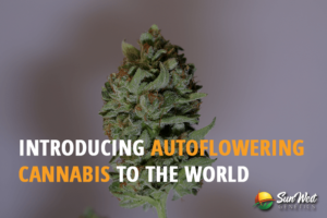 introducing autoflowering cannabis to the world