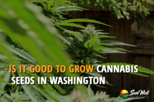 is it good to grow cannabis seeds in washington