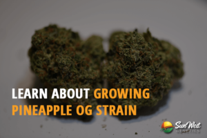 learn about growing pineapple og strain
