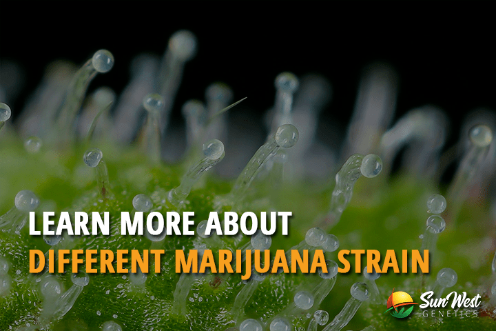 learn more about different marijuana strain