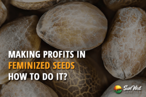 making profits in feminized seeds how to do it