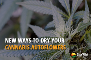 new ways to dry your cannabis autoflowers