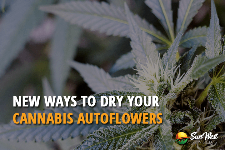 new ways to dry your cannabis autoflowers
