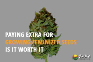 paying extra for growing feminized seeds is it worth it