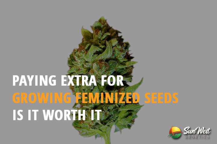 paying extra for growing feminized seeds is it worth it