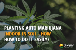 planting auto marijuana seeds indoors in soil how to do it easly