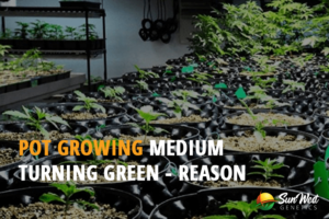 pot growing medium turning green reason