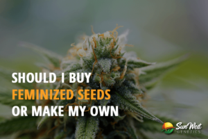 should i buy feminized seeds or make my own
