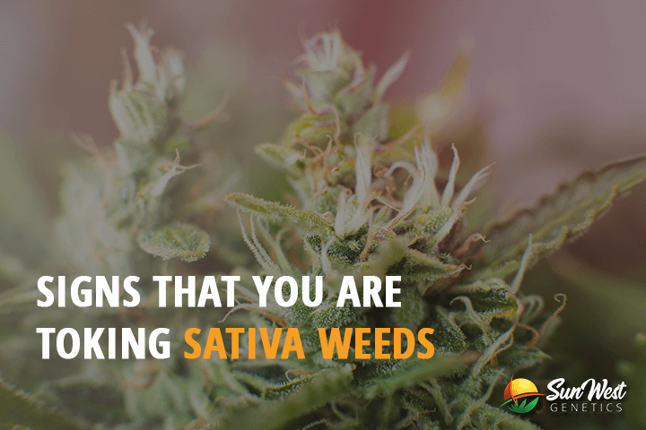 signs that you are toking sativa weeds