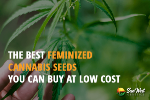 the best feminized cannabis seeds you can buy at low cost