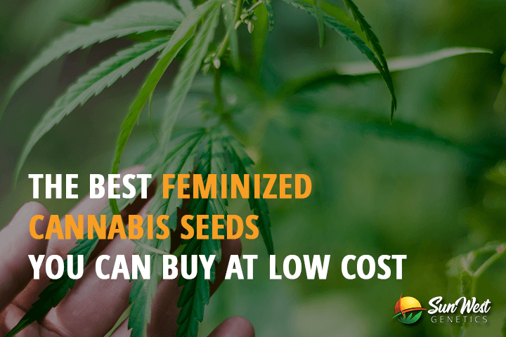 the best feminized cannabis seeds you can buy at low cost