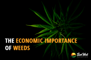 the economic importance of weeds