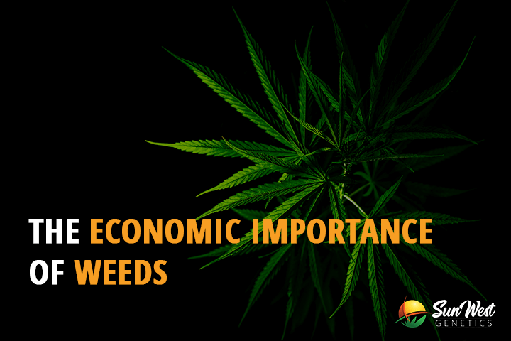 the economic importance of weeds
