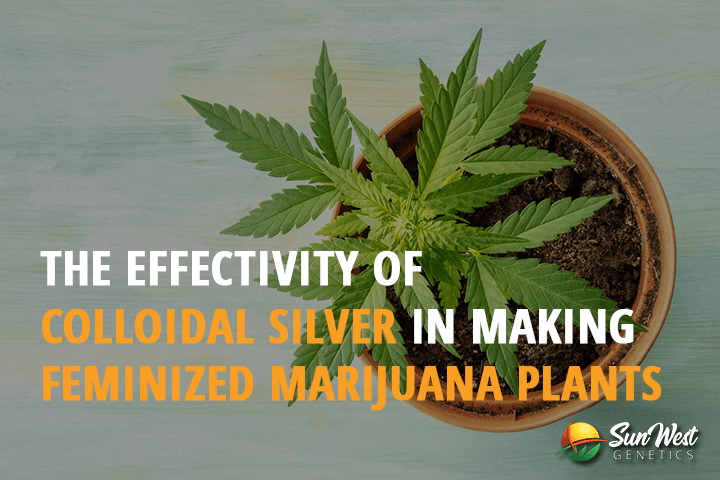 the effectivity of colloidal silver in making feminized marijuana plants