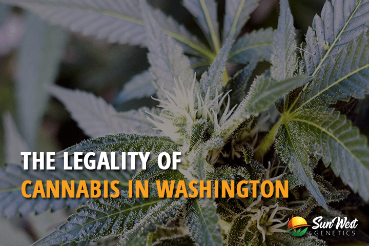 the legality to find cheap autoflower cannabis in washington