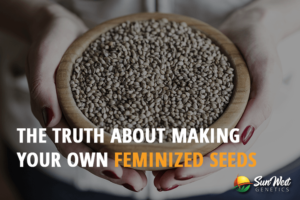 the truth about making your Own feminized seeds